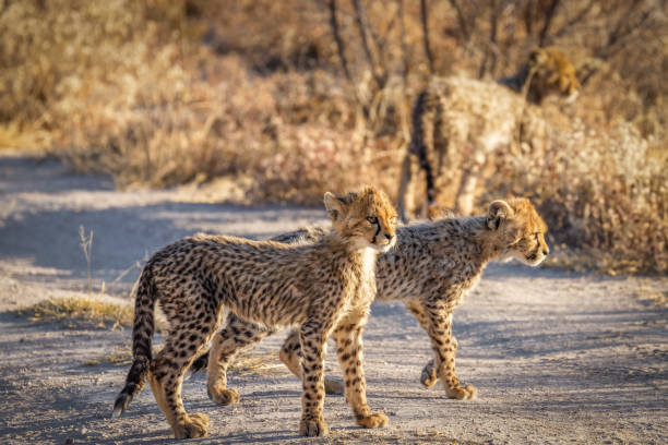 istock Cheetah cubs ( Acinonyx Jubatus) walking in spectacular light looking alert, Onguma Game Reserve ( Neighbour of Etosha National Park), Namibia. 2153264819