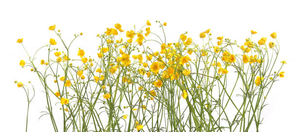 istock Flowers Ranunculus acris isolated on white background. 2153265923