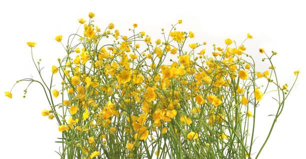 istock Flowers Ranunculus acris isolated on white background. 2153265931