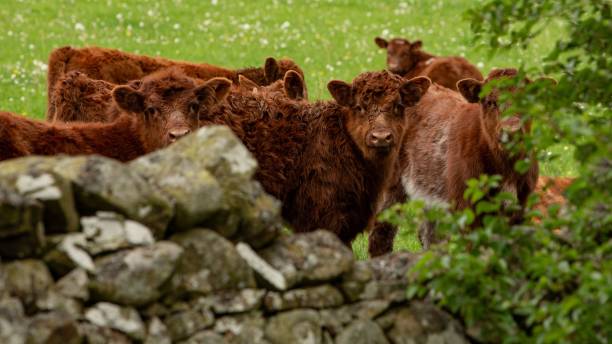 Amusing view of cow in field