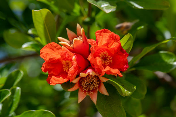 Close up of pomegranate blossom in the bright Spring sunshine in northern Israel