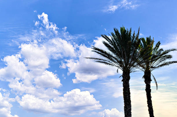 Palm leaves between the blazing sun and storm clouds in southwest Florida, USA.