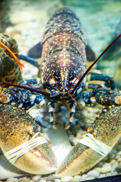 Animal shell specimens: lobster shell
