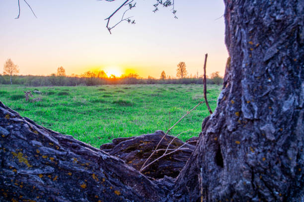 The setting sun, the field and the framing of the tree trunk and branches. Sunset landscape.