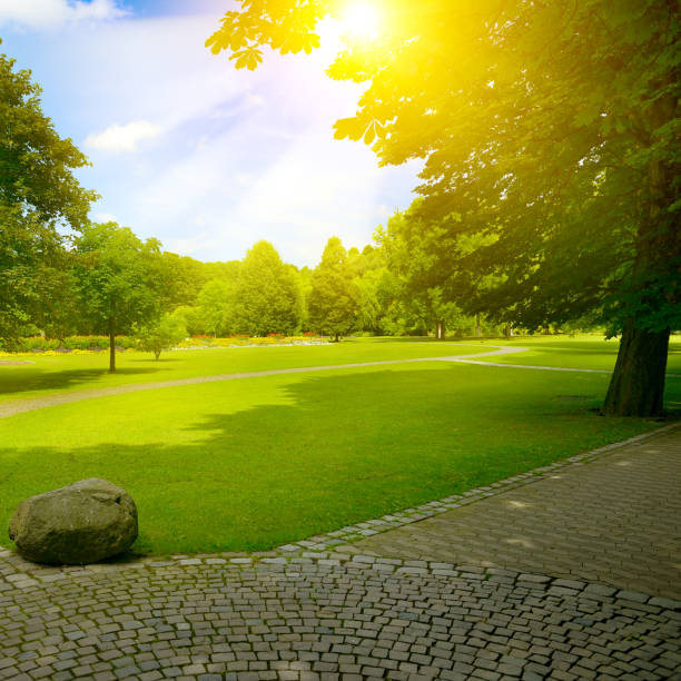 istock Summer park with green meadow 2153268396