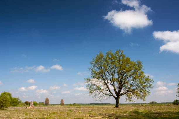 A  photo of the countryside in early summer