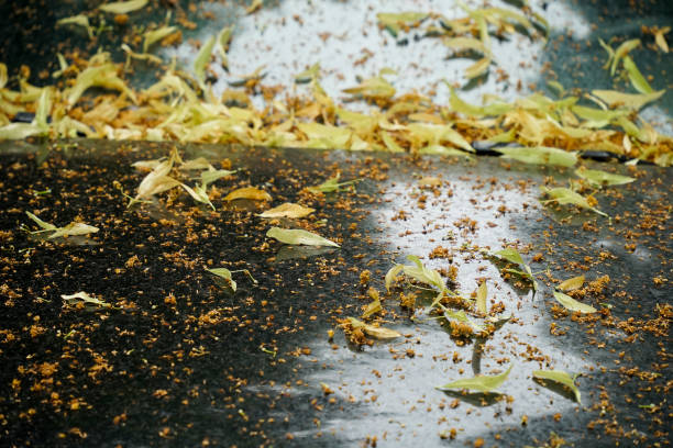 Autumn foliage on a car bonnet