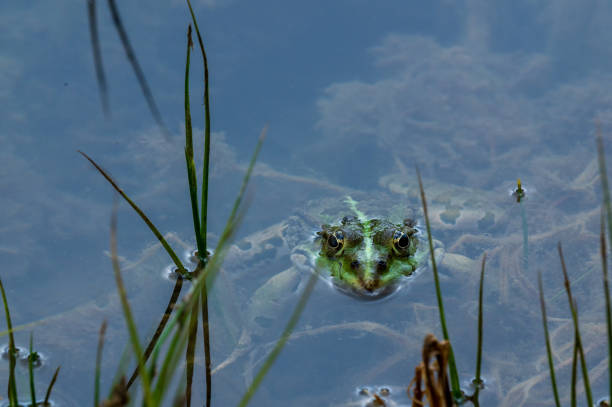 A  frog sitting on a log in a pond.