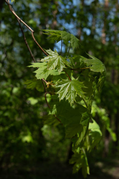 istock leaf, maple, green, nature, spring, environment, background, landscape, forest, tree, ecology, garden, sunlight, plant, bright, texture, season, fresh, summer 2153273249