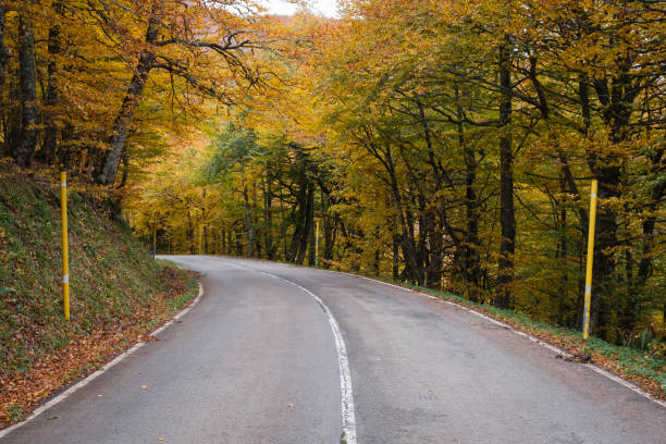 istock Road disappearing into a beech forest in fall. It has yellowish leaves. 2153274534