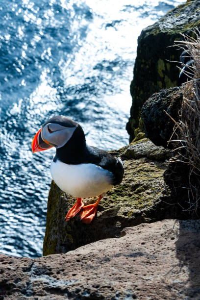 istock Colorful puffin sitting on the cliff and looking down 2153276334