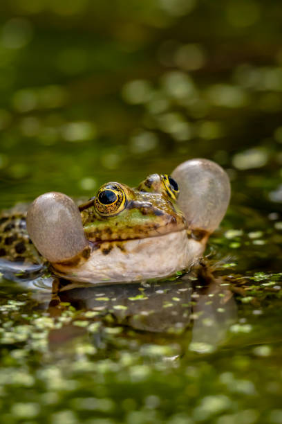 istock Frog calling in water. One breeding male pool frog crying with vocal sacs on both sides of mouth. Pelophylax lessonae. 2153277667
