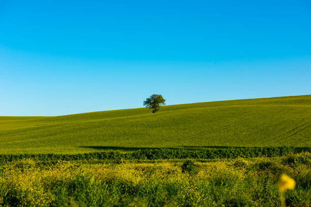 Lonely tree in nature. Tree in green fields wheat with blue sky.