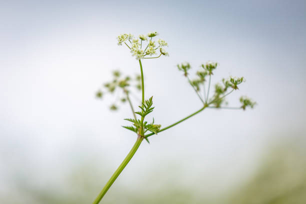 An atmospheric low angle view of a cow parsley stem in springtime