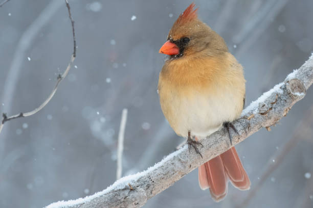 istock femelle northern cardinal 2153280442