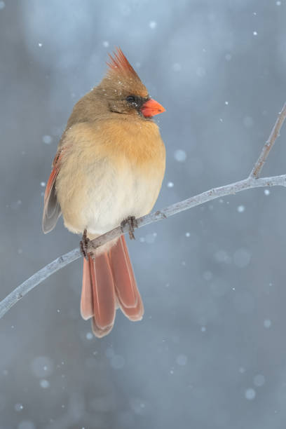 istock femelle northern cardinal 2153280492