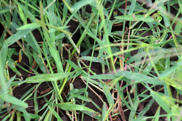 istock In the field, like a weed, grows Digitaria sanguinalis 2153280652