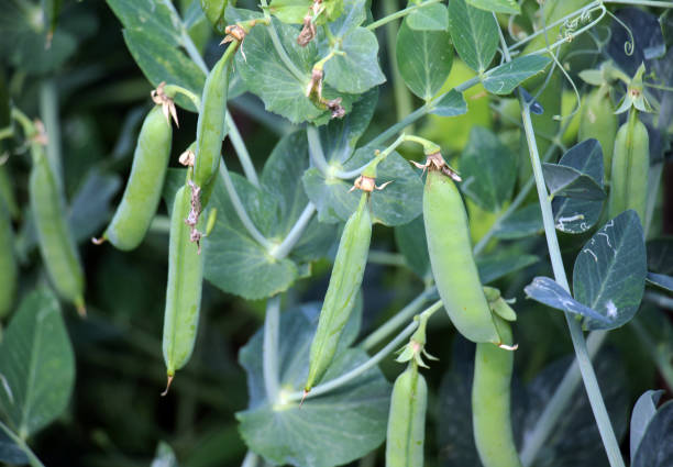 istock Green pea pods are ripening on the bush 2153280806
