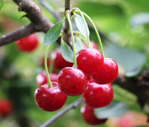 istock Cherry fruits ripen on a tree branch 2153280845