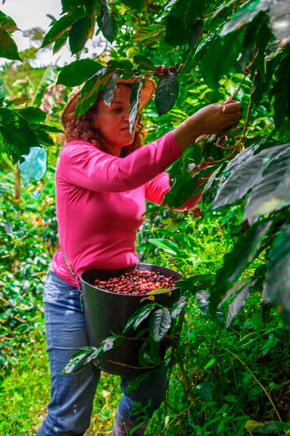 istock On the farm collecting coffee from the crops 2153281211