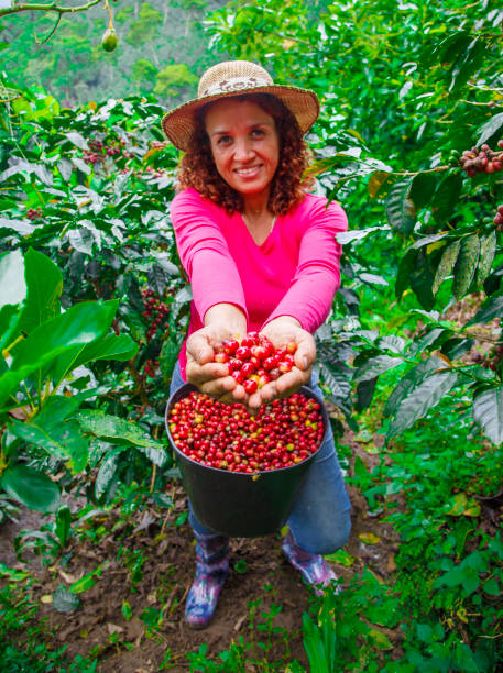 istock Coffee farmer woman showing ripe coffee beans 2153281244