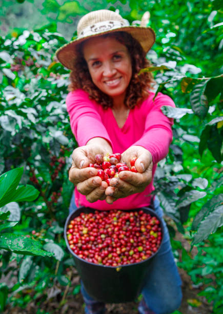 istock Coffee farmer woman showing ripe coffee beans 2153281248