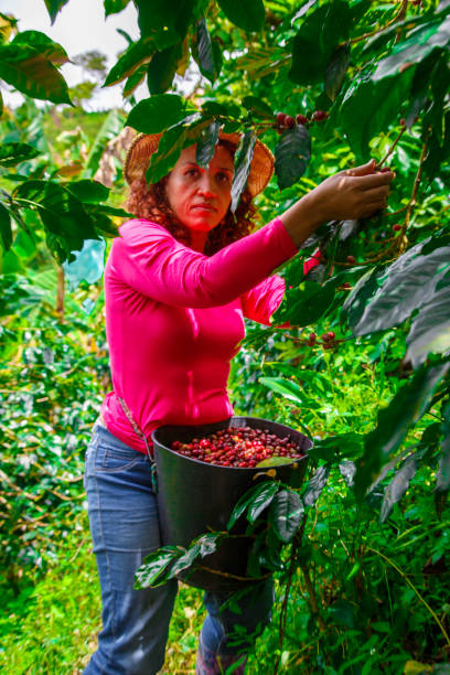 istock On the farm collecting coffee from the crops 2153281257
