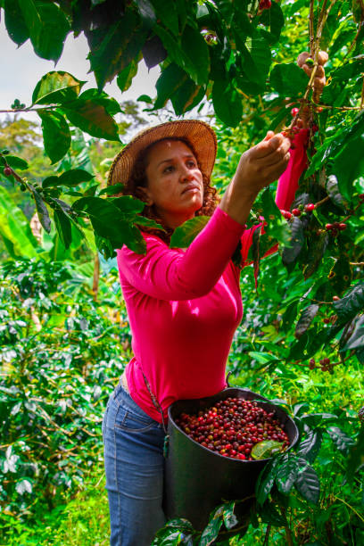 istock Farm worker woman picking her coffee 2153281332