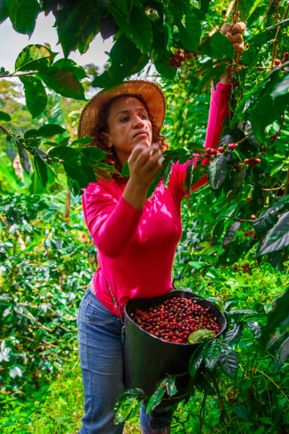 istock Farm worker woman picking her coffee 2153281451