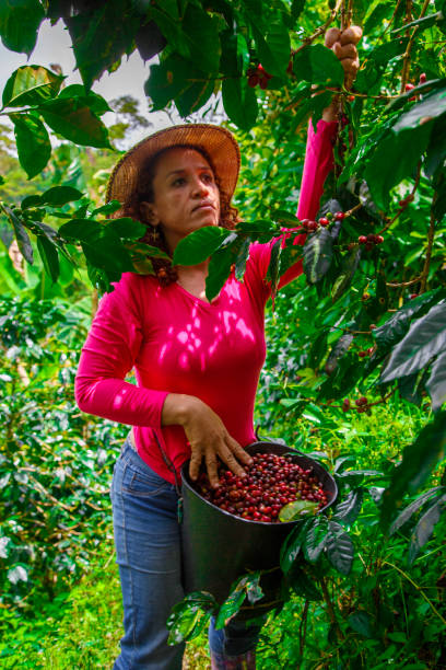 istock Farm worker woman picking her coffee 2153281525