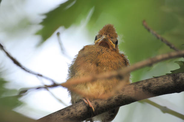 baby northern cardinal on a branch