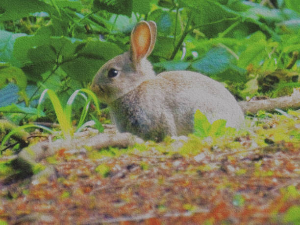 How can these beautiful creatures be considered pests under the pest act 1954??