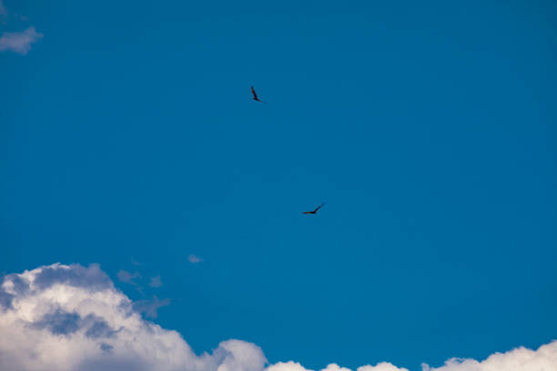 Turkey Vultures and other birds of prey are common along the Carson River watershed in Carson Valley, NV
