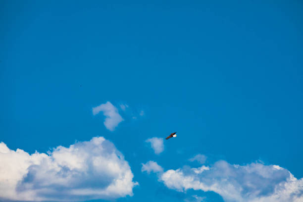 the Majestic Bald Eagle soaring amongst the clouds over Carson Valley, Nevada