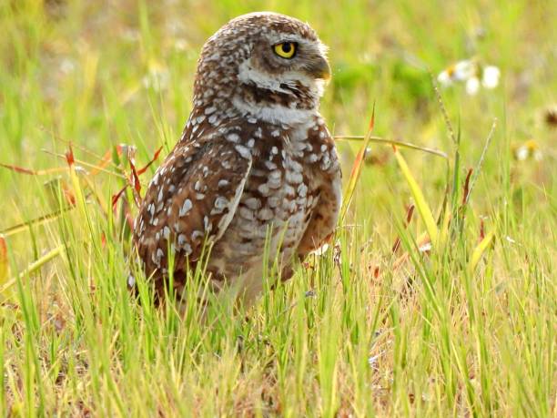 istock Burrowing Owl (Athene cunicularia) - resting in the high grass 2153284895