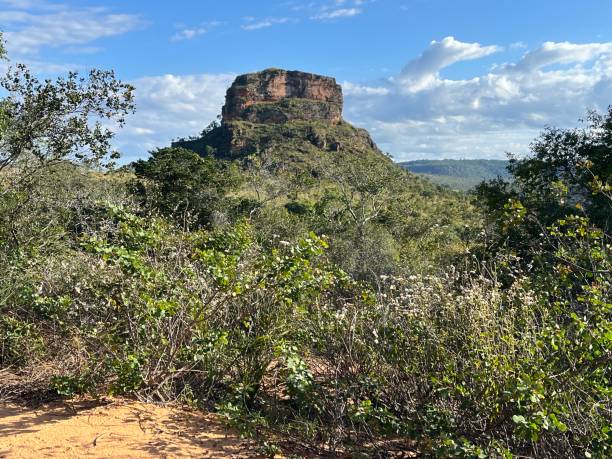 istock Cerrado vegetation and hill covered by green 2153284896