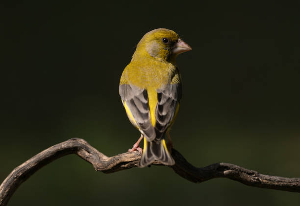 istock European Greenfinch perched on a branch 2153285340