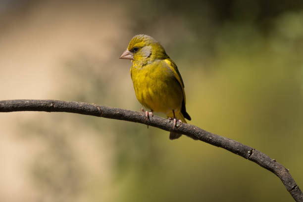istock European Greenfinch perched on a branch 2153285353