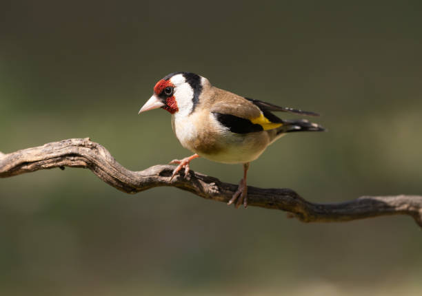 istock European Goldfinch perched on a branch 2153285366