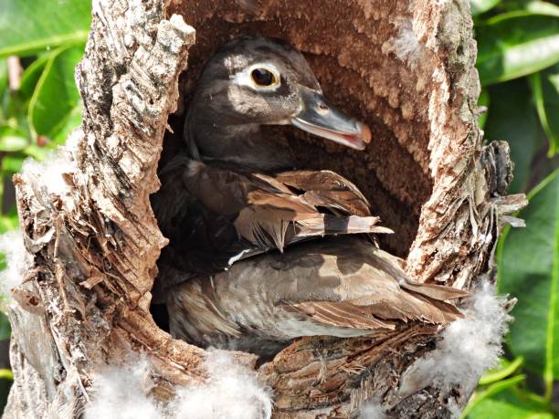 istock Wood Duck (Aix sponsa) - female nesting in a palm tree snag surrounded by her down feathers from her belly, creating a fluffy blanket of warmth for her eggs. 2153285465