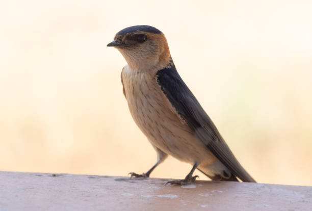 Super close-up of a Barn Swallow (Hirundo rustica) showing feather details.