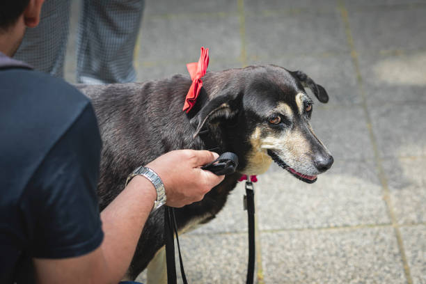 istock Man caresses a kind mongrel dog with his hand 2153287156