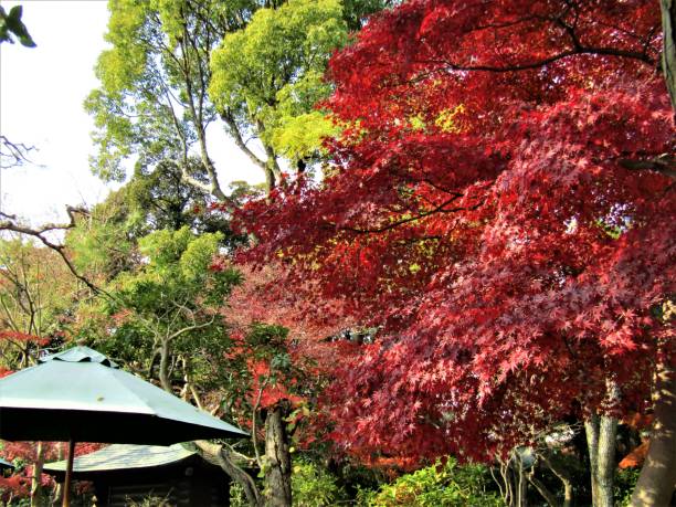 istock Japan. December. Gazebo in the autumn forest. 2153287685