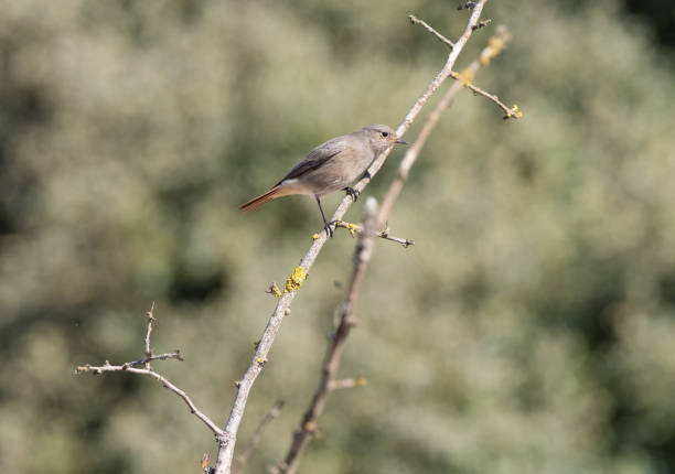 Northern Redstart bird on a branch
