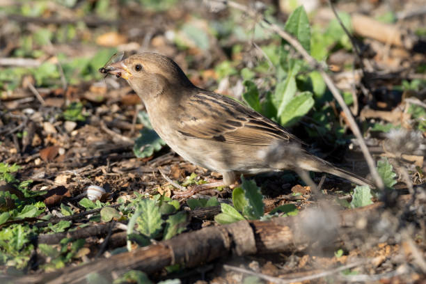 istock Female House Sparrow perched in a bush (Passer domesticus) 2153288166