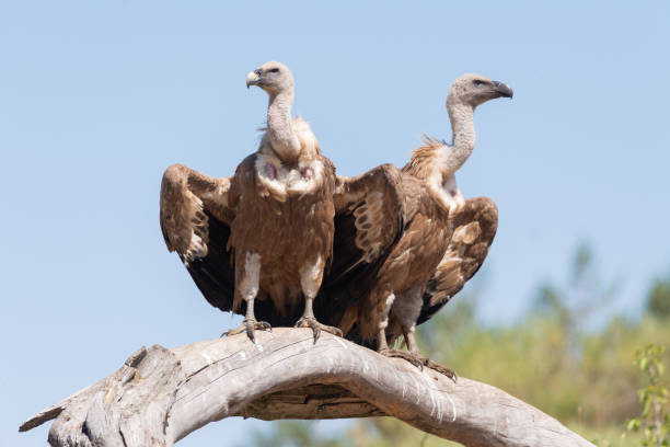 istock Two Griffon vulture (Gyps fulvus), portrait, Gredos Spain 2153288381