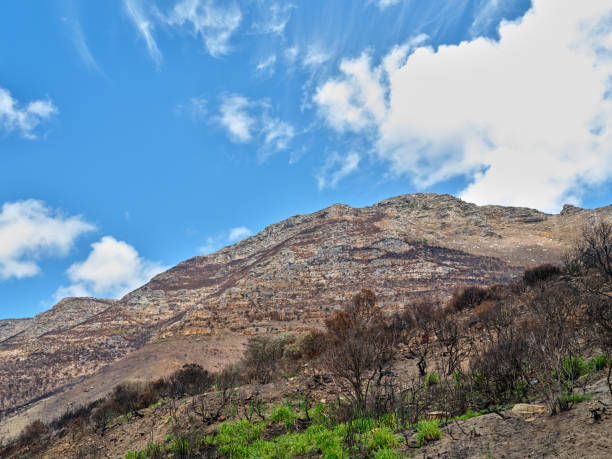 Mountain wilderness - Western Cape, South Africa