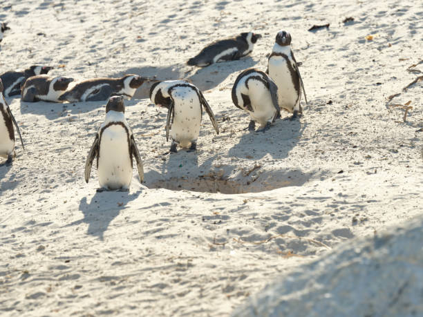 On the Boulders Beach near Cape Town, South Africa, you will not miss the chance to watch these charismatic species.