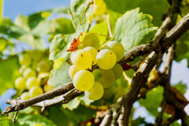 Ripe Grapes hanging from a vine close up