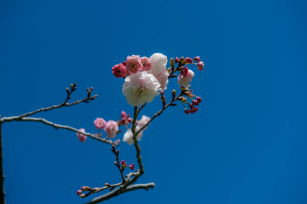 The cherry blossom represents our life: it is beautiful, but extremely fragile.